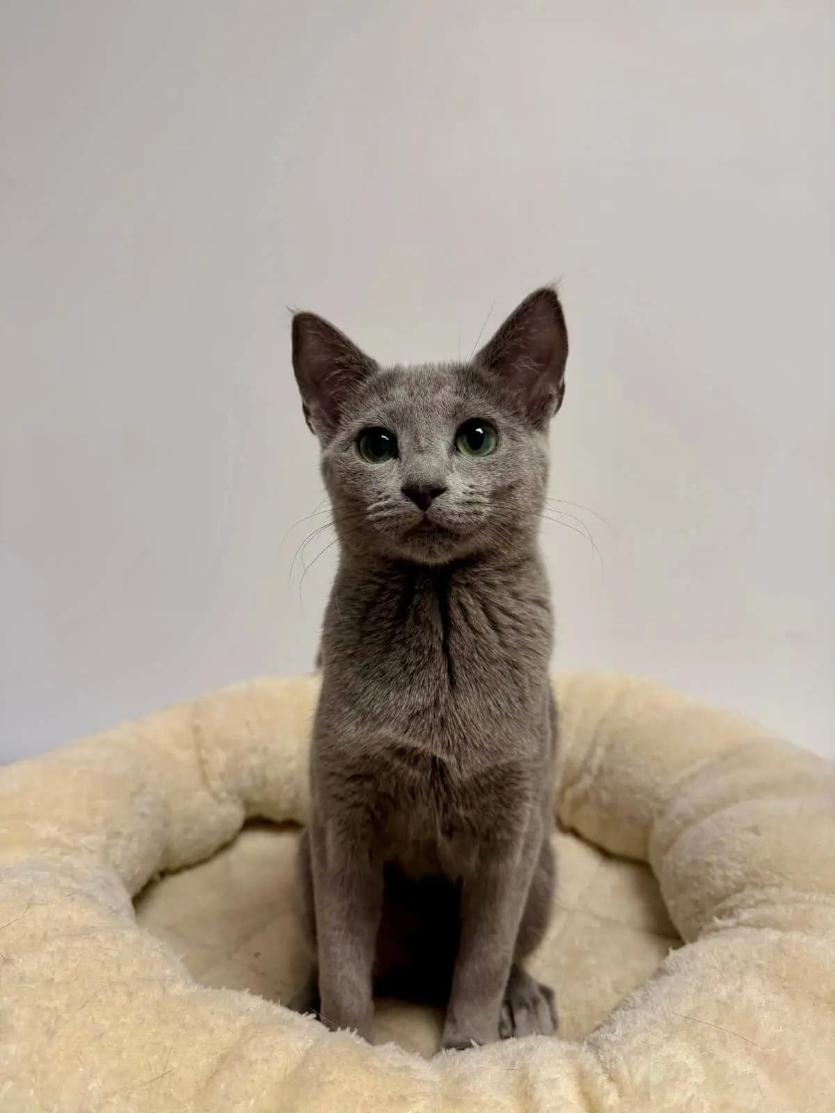 Russisch Blau Katze Jona Russisch Blau Katze Jona