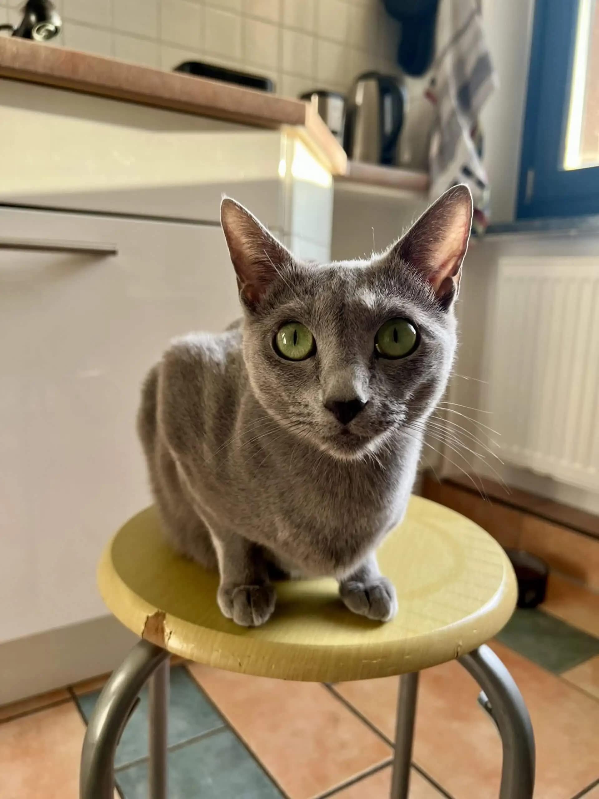 Russisch Blau Katze Aura Russisch Blau Katze Aura