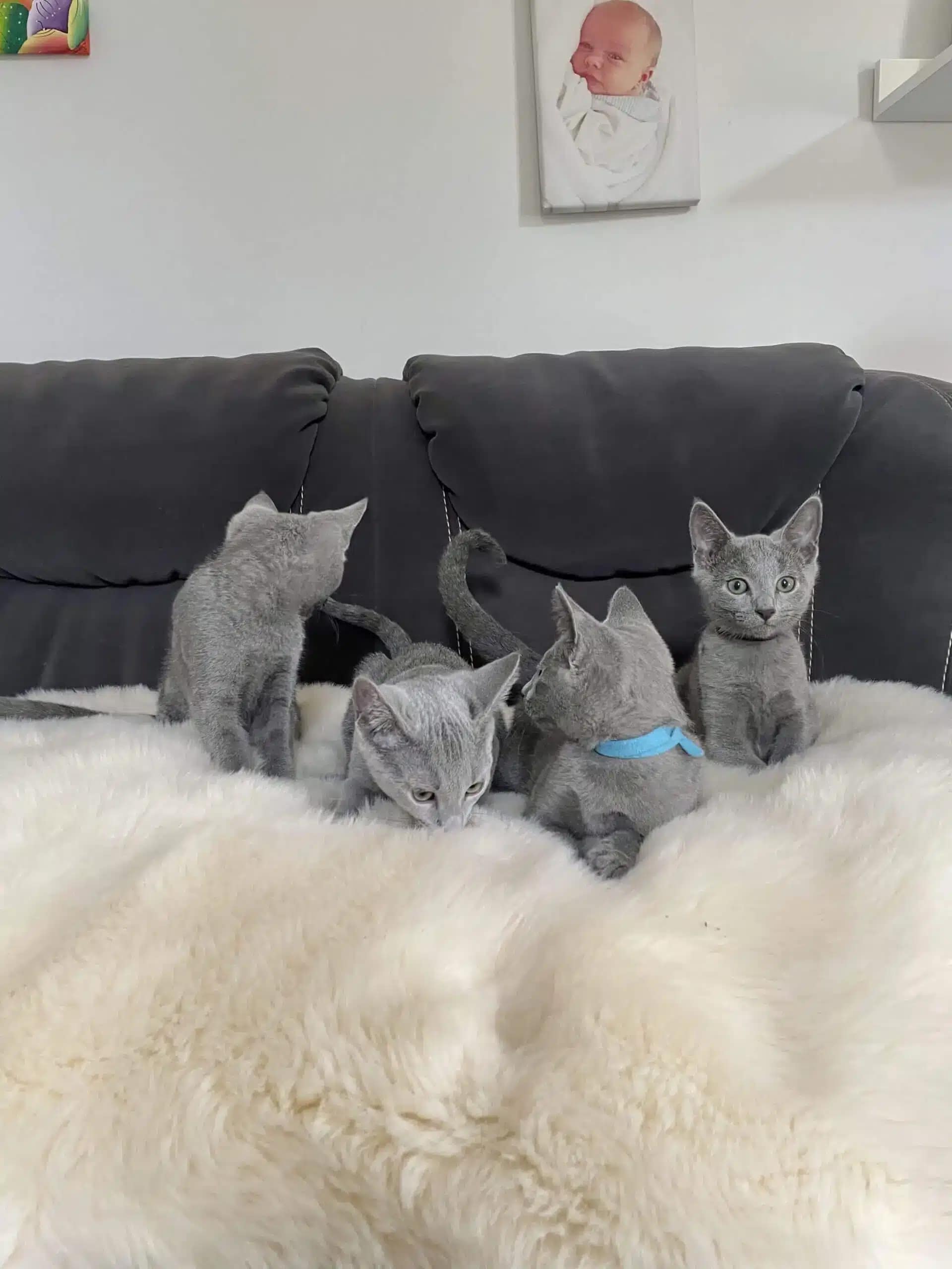 Russisch Blau Kitten auf dem Sofa Russisch Blau Kitten auf dem Sofa