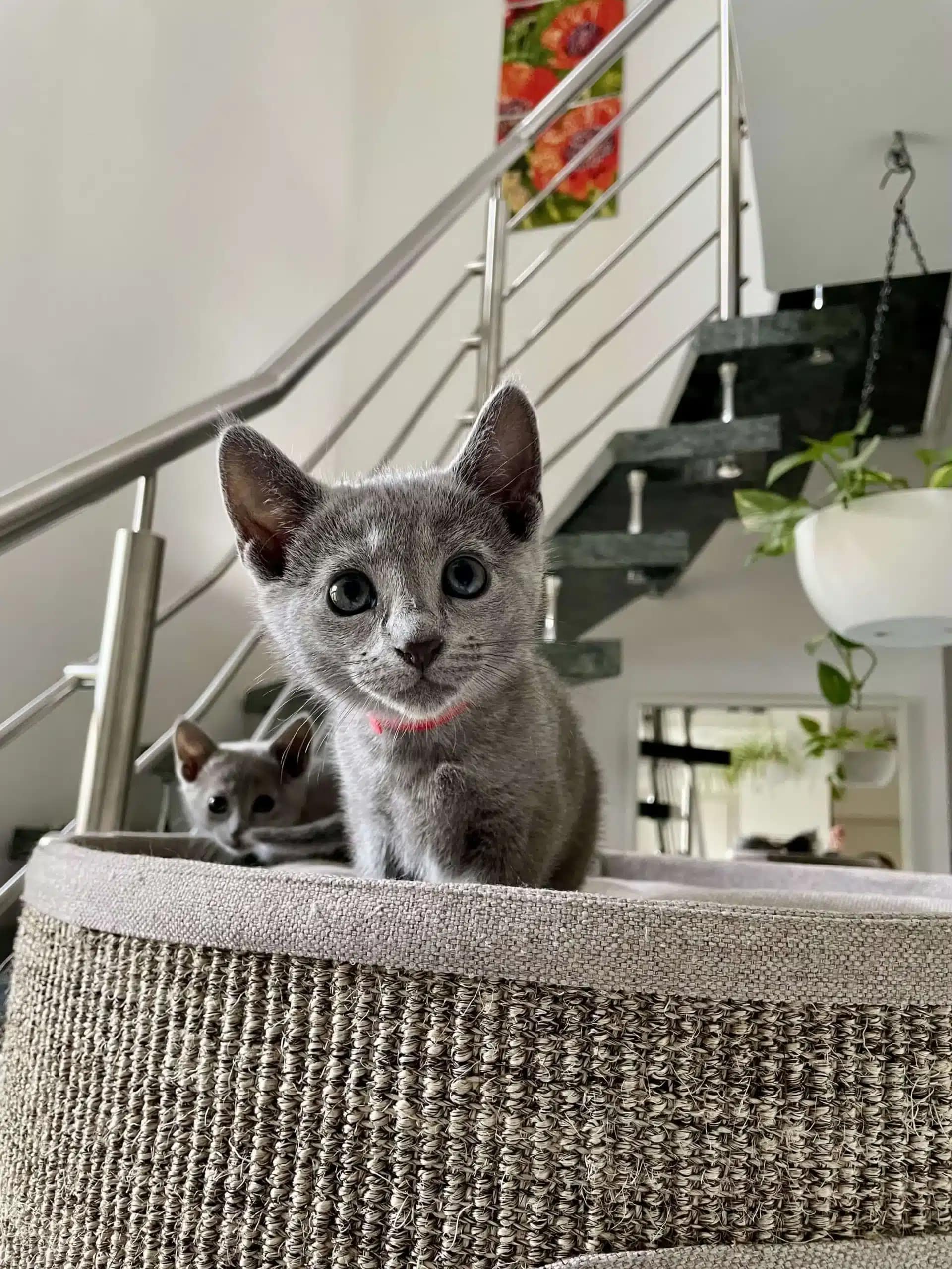 Russisch Blau Kitten mit Stammbaum Russisch Blau Kitten mit Stammbaum