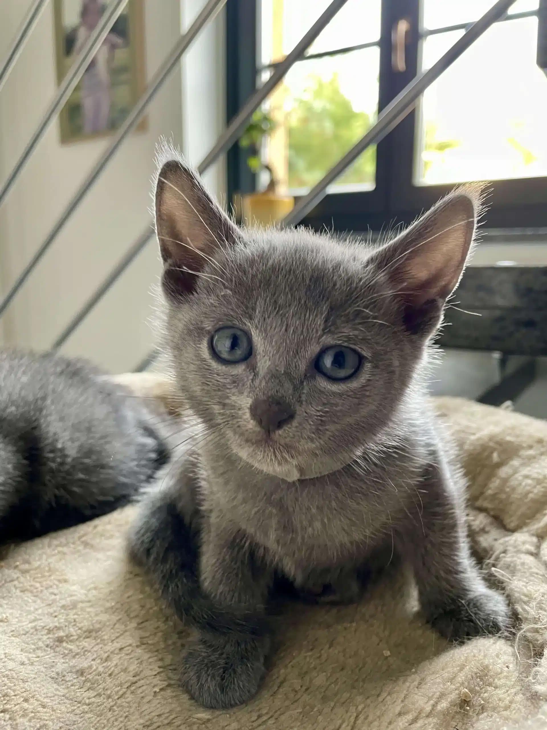 Russisch Blau Kitten Russisch Blau Kitten