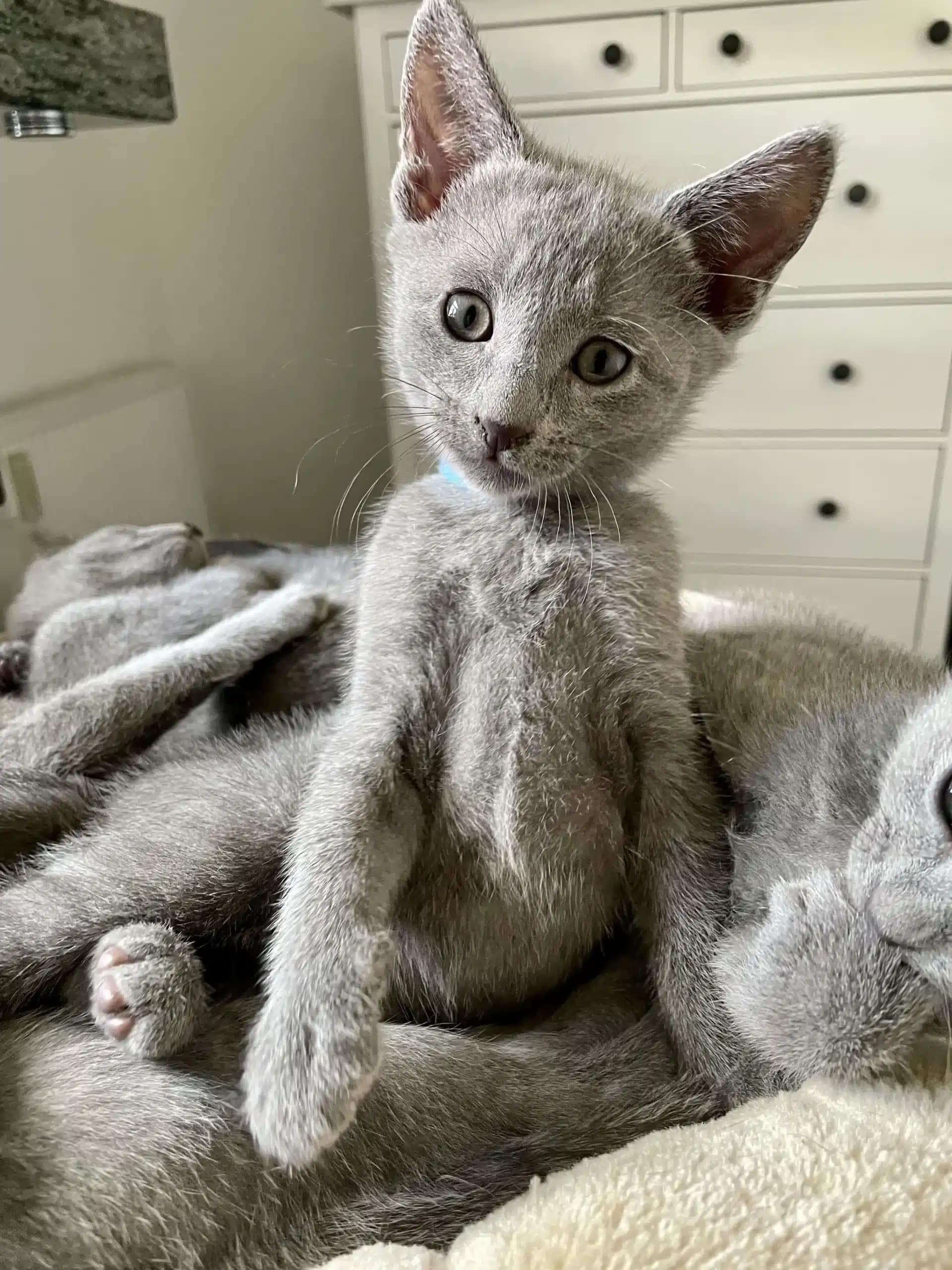 Süßes Russisch Blau Kitten Süßes Russisch Blau Kitten