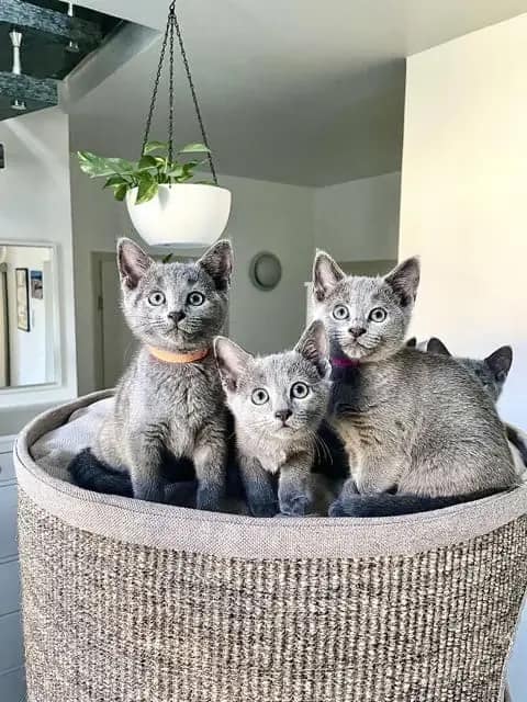 Blue Kitten Dresden Russisch Blau Kitten Blue Kitten Dresden Russisch Blau Kitten