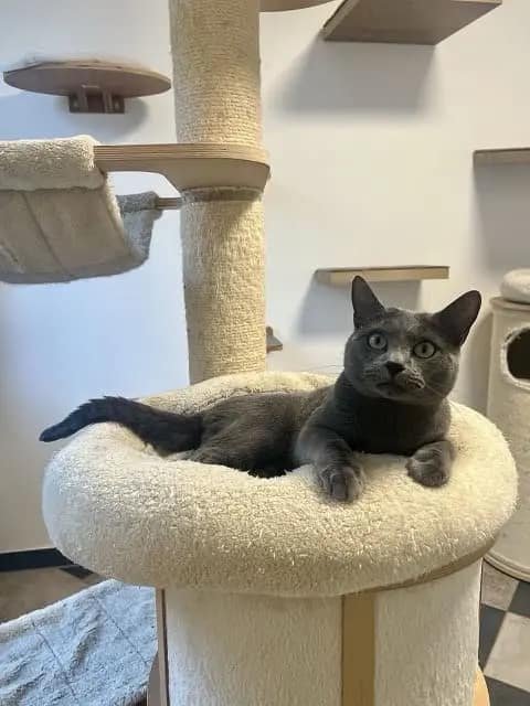 Russisch Blau Kater Leon Russisch Blau Kater Leon