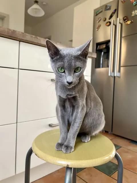 Russisch Blau Katze Anna mit wunderschönen Augen Russisch Blau Katze Anna mit wunderschönen Augen