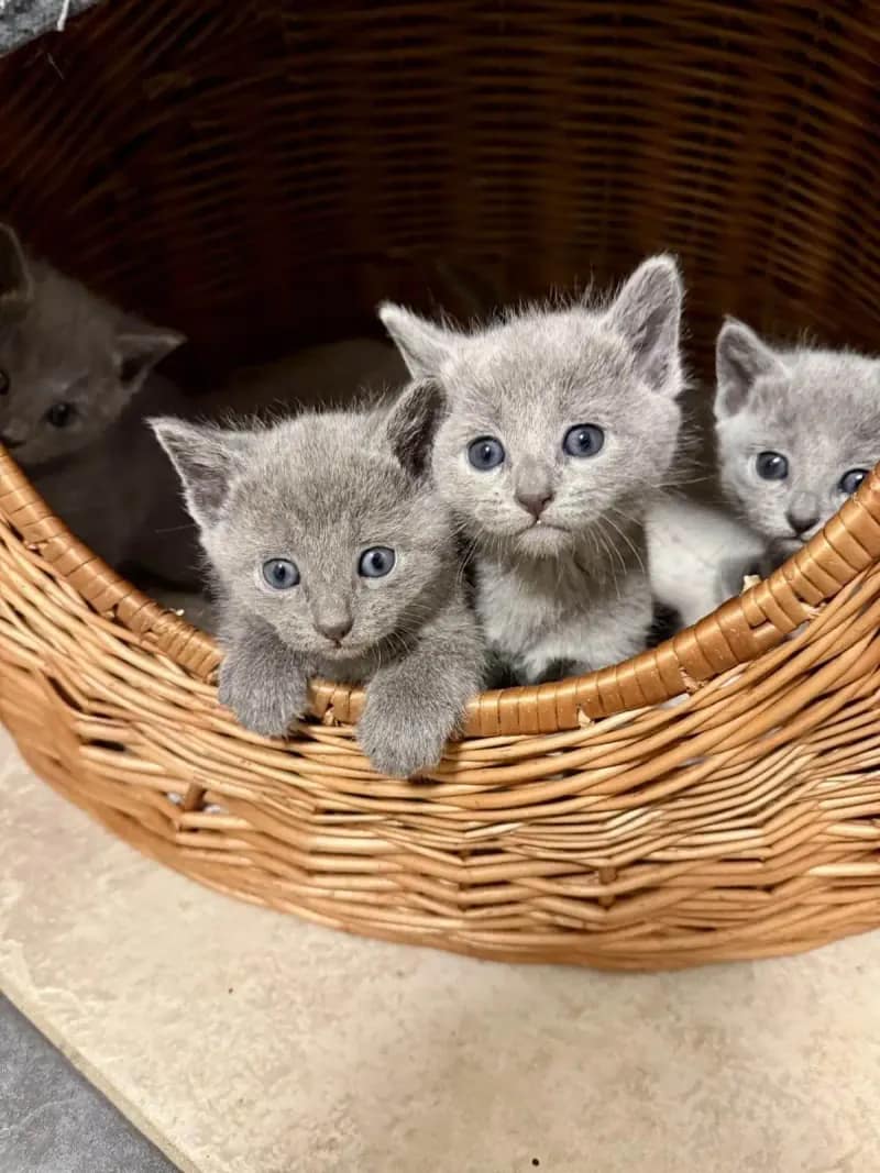 Russisch Blau Kitten im Korb