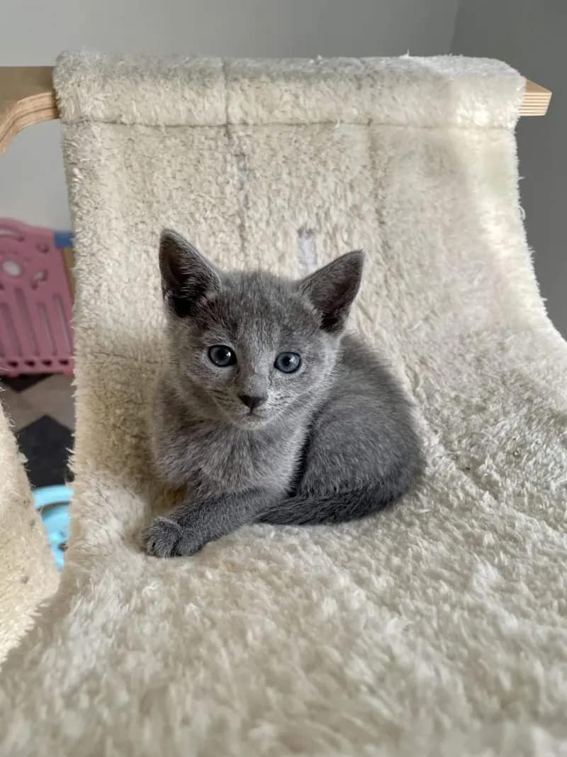 Einzelnes Russisch Blau Kitten auf dem Kratzbaum