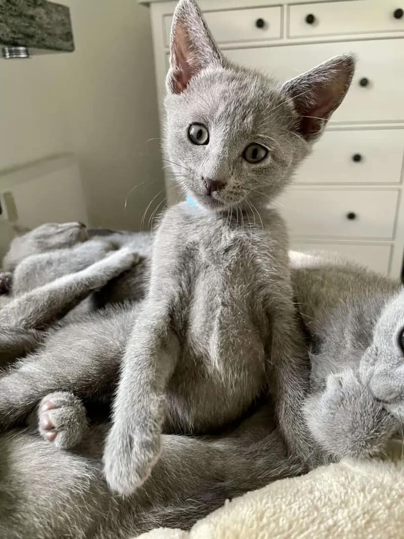 Süßes Russisch Blau Kitten