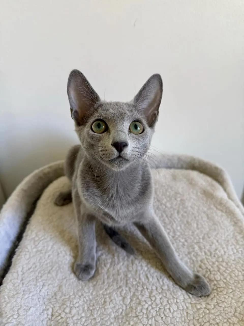 Russisch Blau Katze Bloom