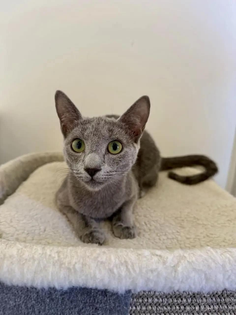Russisch Blau Katze Diana