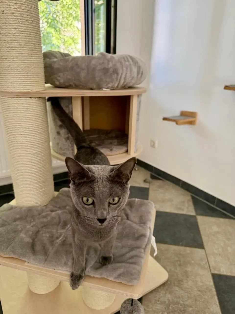 Russisch Blau Kater Leon